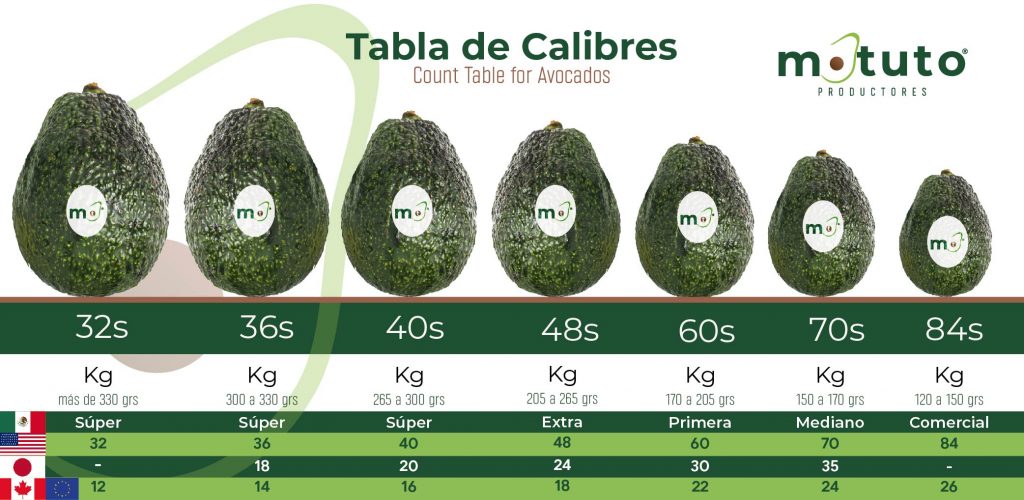 Calibres de Aguacate Productores Motuto